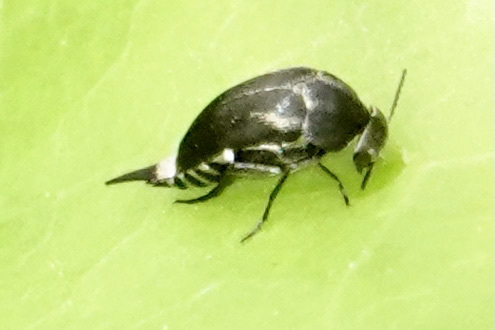 Mordella lunulata