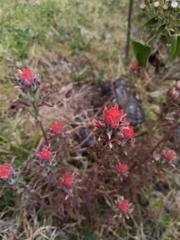 Castilleja arvensis