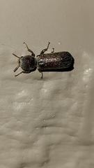 Amphicerus bicaudatus