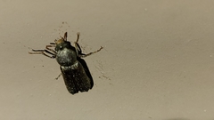 Amphicerus bicaudatus