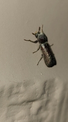 Amphicerus bicaudatus