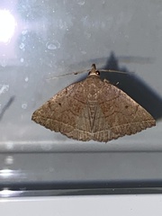 Zanclognatha obscuripennis