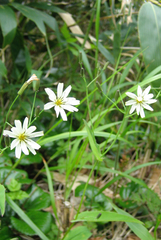 Ixeridium dentatum albiflorum