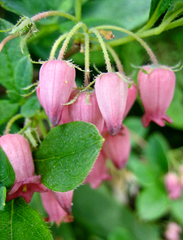 Menziesia multiflora longicalyx
