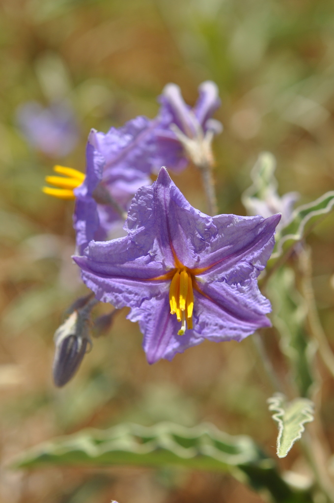 Solanum elaeagnifolium — a medium houseplant, prefers full sun light