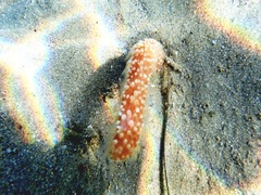 Veretillidae