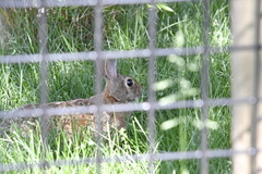 Sylvilagus floridanus