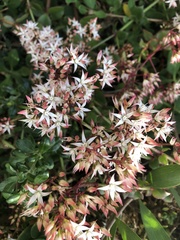 Crassula sarmentosa