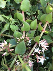 Crassula sarmentosa