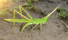 Acrida acuminata