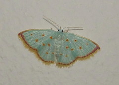 Comostolopsis stillata