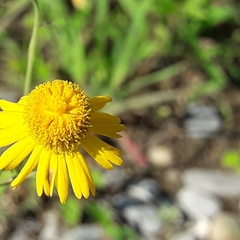 Helenium amphibolum