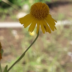 Helenium amphibolum