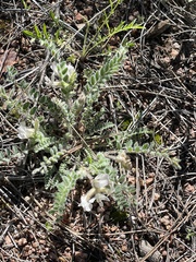 Astragalus parryi