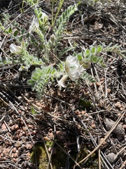 Astragalus parryi