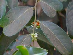 Glochidion hohenackeri