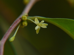 Glochidion hohenackeri