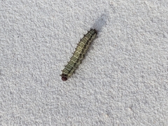 Hemileuca nevadensis