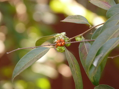 Glochidion hohenackeri