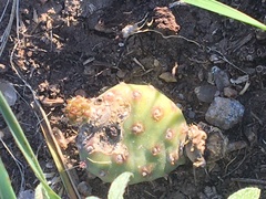 Opuntia fragilis