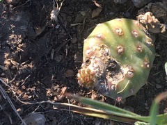Opuntia fragilis