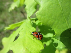 Cryptocephalus octopunctatus