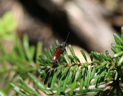 Acteniceromorphus volitans