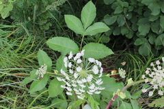 Angelica cincta