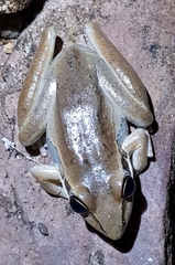 Litoria watjulumensis