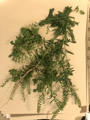 Lepidium oblongum