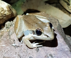 Litoria watjulumensis