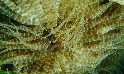 photo of Swimming Anemone (Boloceroides mcmurrichi)