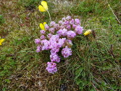 Armeria caespitosa