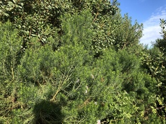 Olearia glutinosa