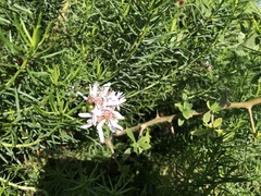 Olearia glutinosa