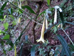 Lithospermum rzedowskii