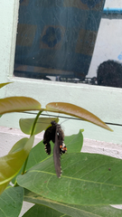 Papilio polytes