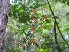 Prosthechea michuacana