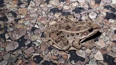 Lithobates blairi