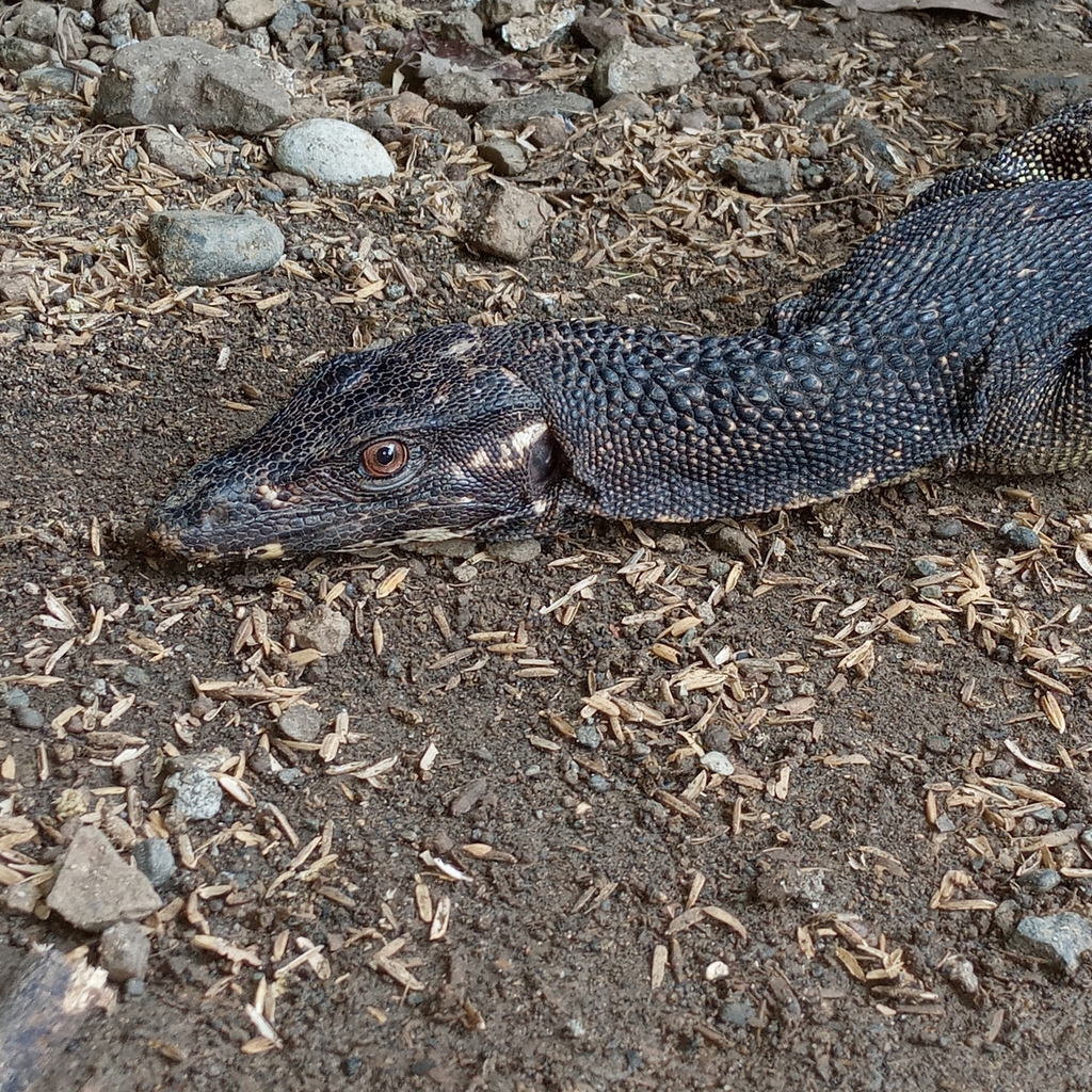 Large-scaled Water Monitor