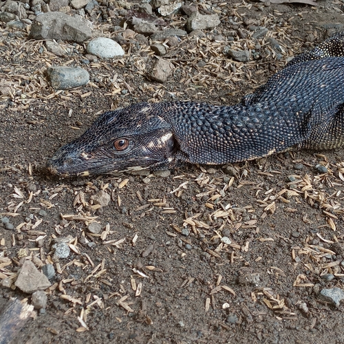 Large-scaled Water Monitor, Varanus nuchalis