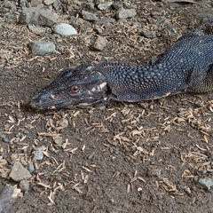 Varanus nuchalis