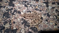 Lithobates blairi