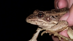 Lithobates blairi