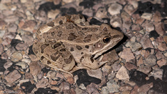 Lithobates blairi