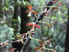 Prosthechea michuacana