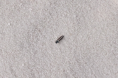 Agrilus felix