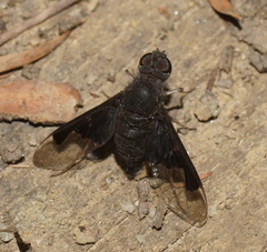 Anthrax dolabratus