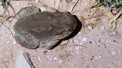 Anaxyrus speciosus
