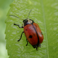 Cryptocephalus octopunctatus
